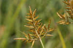 Yellow nutsedge <BR>Chufa